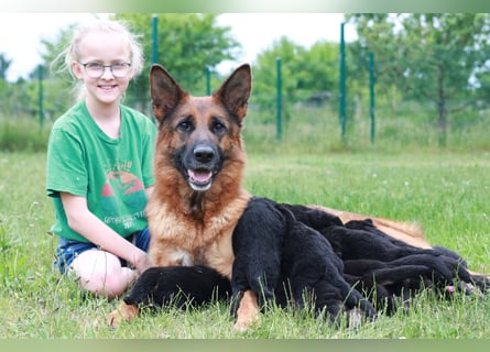Schwarz-braune Schäferhundwelpen
