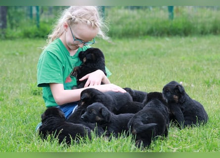 Schwarz-braune Schäferhundwelpen