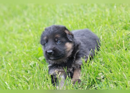 Schwarz-braune Schäferhundwelpen