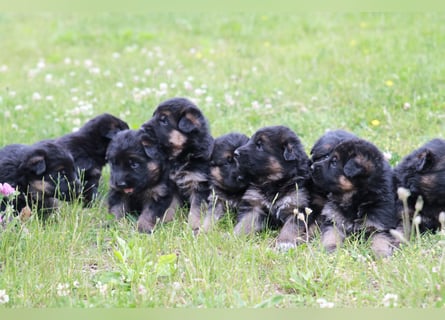 Schwarz-braune Schäferhundwelpen