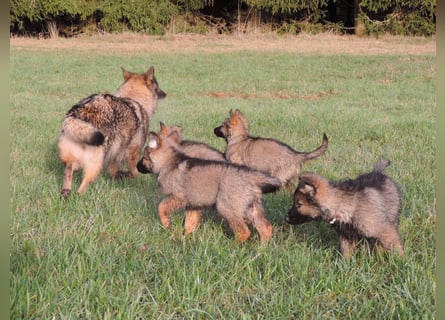 Deutsche Schäferhunde Langstockhaar m.P. gerader Rücken