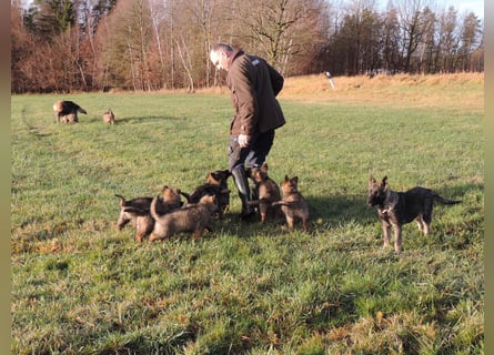 Deutsche Schäferhunde Langstockhaar m.P. gerader Rücken