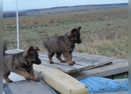 Deutsche Schäferhunde Langstockhaar m.P. gerader Rücken