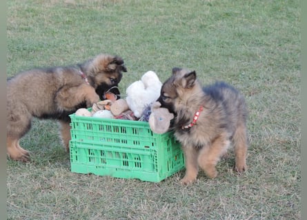 Deutsche Schäferhunde Langstockhaar m.P. gerader Rücken