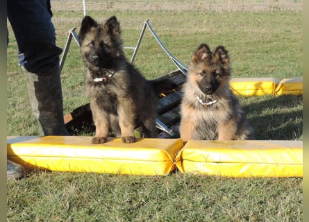 Deutsche Schäferhunde Langstockhaar m.P. gerader Rücken