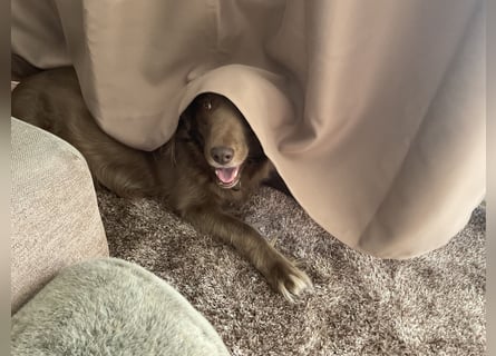 Starker Hund mit viel Persönlichkeit (Wachtelhund) sucht Menschen mit Ruhe, Natur und Struktur