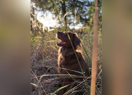 Starker Hund mit viel Persönlichkeit (Wachtelhund) sucht Menschen mit Ruhe, Natur und Struktur