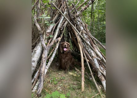 Starker Hund mit viel Persönlichkeit (Wachtelhund) sucht Menschen mit Ruhe, Natur und Struktur