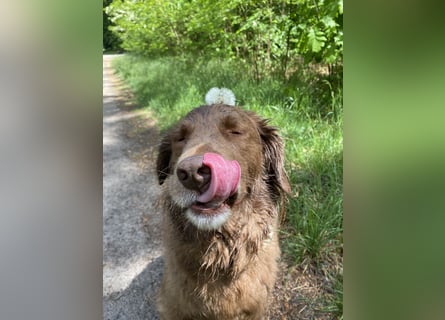 Starker Hund mit viel Persönlichkeit (Wachtelhund) sucht Menschen mit Ruhe, Natur und Struktur