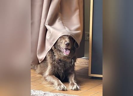 Starker Hund mit viel Persönlichkeit (Wachtelhund) sucht Menschen mit Ruhe, Natur und Struktur