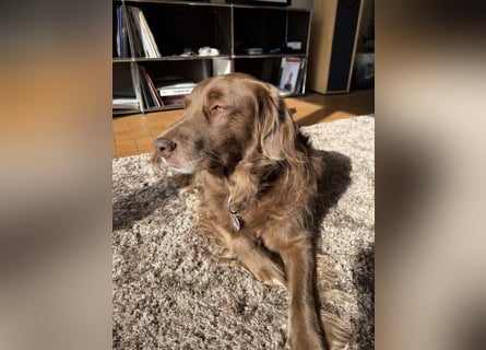 Starker Hund mit viel Persönlichkeit (Wachtelhund) sucht Menschen mit Ruhe, Natur und Struktur