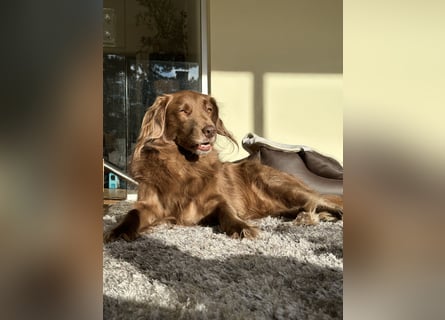 Starker Hund mit viel Persönlichkeit (Wachtelhund) sucht Menschen mit Ruhe, Natur und Struktur