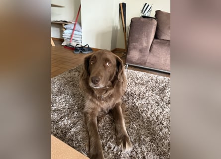 Starker Hund mit viel Persönlichkeit (Wachtelhund) sucht Menschen mit Ruhe, Natur und Struktur