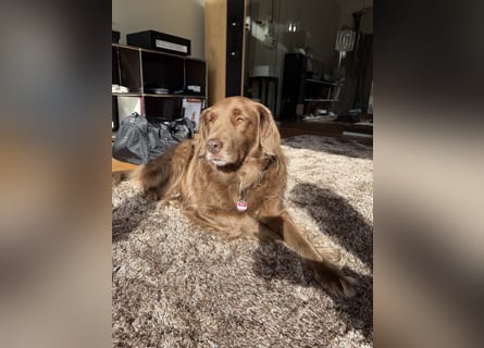 Starker Hund mit viel Persönlichkeit (Wachtelhund) sucht Menschen mit Ruhe, Natur und Struktur