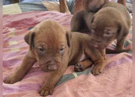 Rhodesian Ridgeback Welpen mit Papieren -Livernose-