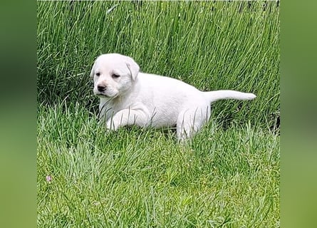 Labrador-Mix Welpen