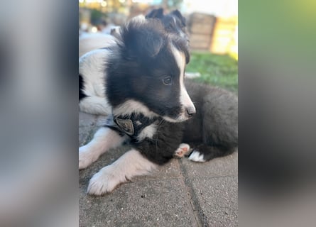 Sheltie 's wahre Seelenhunde