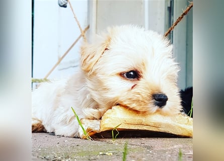 Yorkshire Terrier Yorkis Yorki Welpen Nähe Dresden in den Farben Biewer und blue and tan