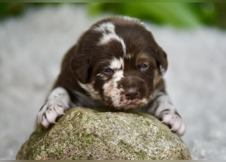 Aussiedor Aussiedorwelpe Welpe Australien Shepherd x Labrador