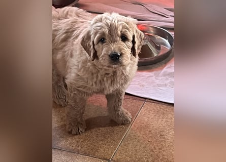 Goldendoodle mini Medium Doodle Abgabe an Pfingsten