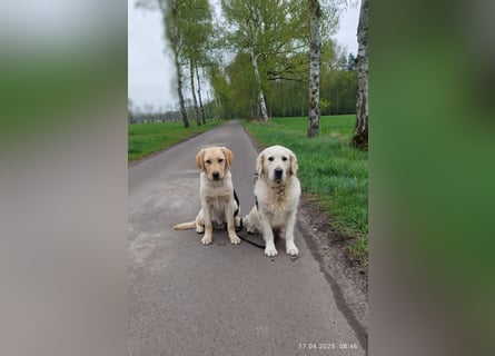 Liebevoller und kerngesunder Labrador Jungrüde in gelb sucht...