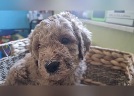 Labradoodlewelpen Rüden ab Mai abgabebereit