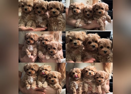 Maltipoo Welpen 10 Wochen
