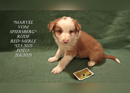 Border Collie-Welpen , black-,choco-,red-white und red-,black-merle
