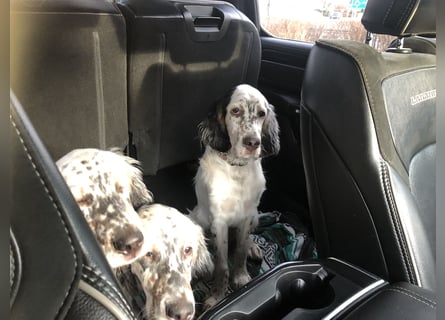 MAVERICK Hunting for Love (FCI) English Setter