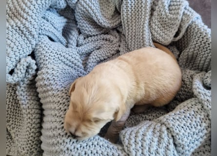 Labradoddle F1
