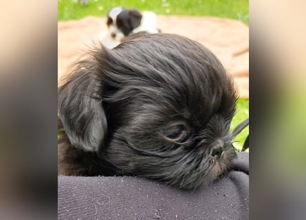 Reinrassige Shih Tzu  Welpen suchen ab 07.05. ein neues zu Hause