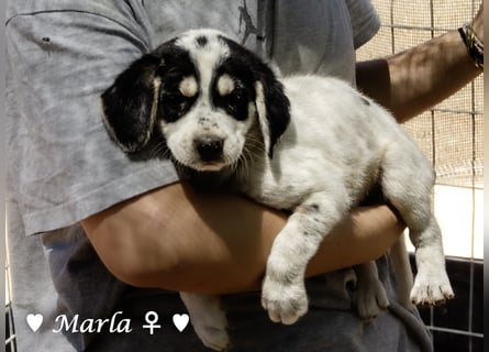 Marla sucht ab  September ein Zuhause