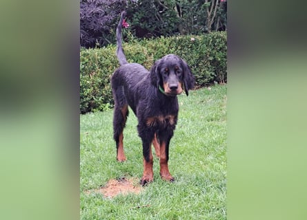 Die liebenswerte anschmiegsame Sheila sucht Lebenspartner