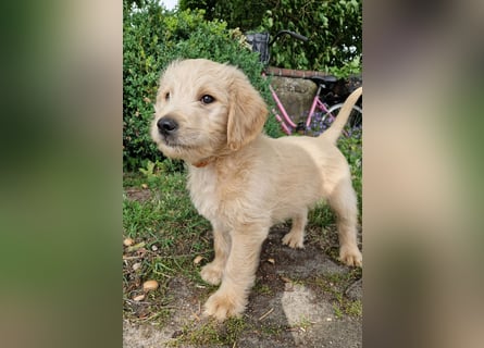 Labradoddle F1