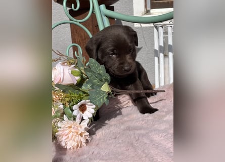 Schoko Labrador Hündin