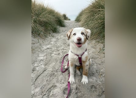 Missy 12 Wochen reinrassige Aussie Welpin