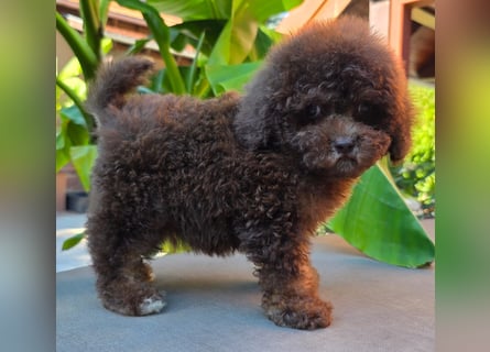 Cavapoo welpen