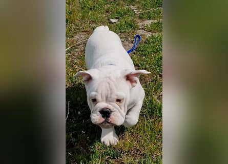 Englische Bulldoggen welpen Top Pedigree FCI
