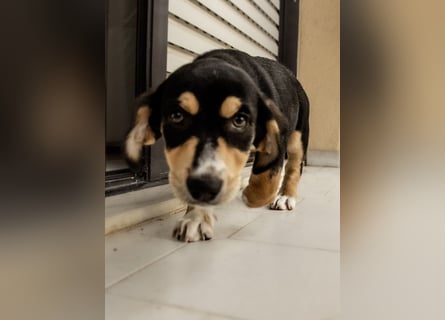 Kokonimix Tammy und Sammy suchen ein Zuhause