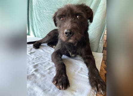 ❤️ RANDY mit den traurigen Augen - 1 Jahr, 45cm/15kg - Schnauzer-Mix