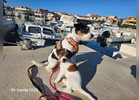 Parson Russell Terrier Welpen