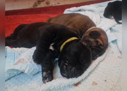 Cane Corso Boerboel