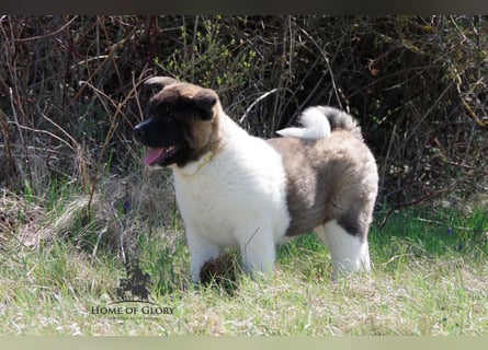 Echte reinrassige American Akita Welpen