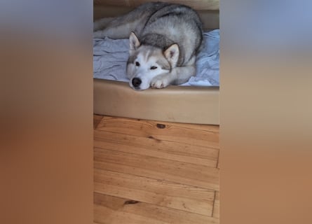 Alaskan Malamute oder Husky(?) sucht liebevolles und aktives Zuhause