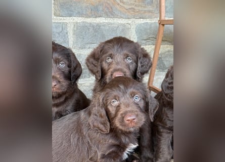 Labradoodle F1