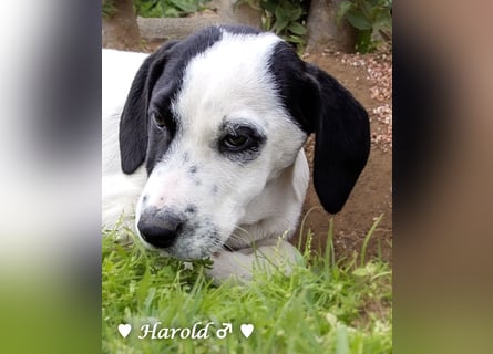 Holly, Hank, Harold und Herbie suchen ab sofort ein Zuhause