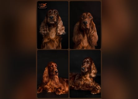 Wurfplanung Irish Setter mit Papieren aus liebervoller 35 jähriger Formzucht