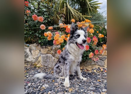 Traumhund: ruhiger & verschmuster Border Collie