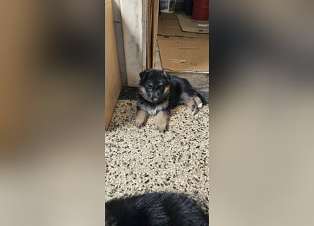 Schäferhund Welpen