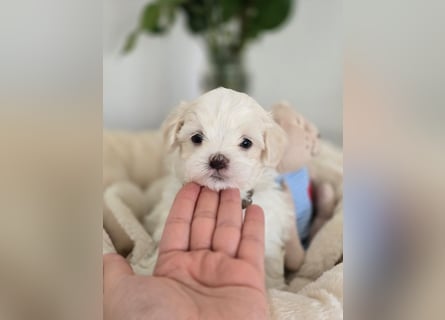 Zauberhafte koreanische Malteserwelpen